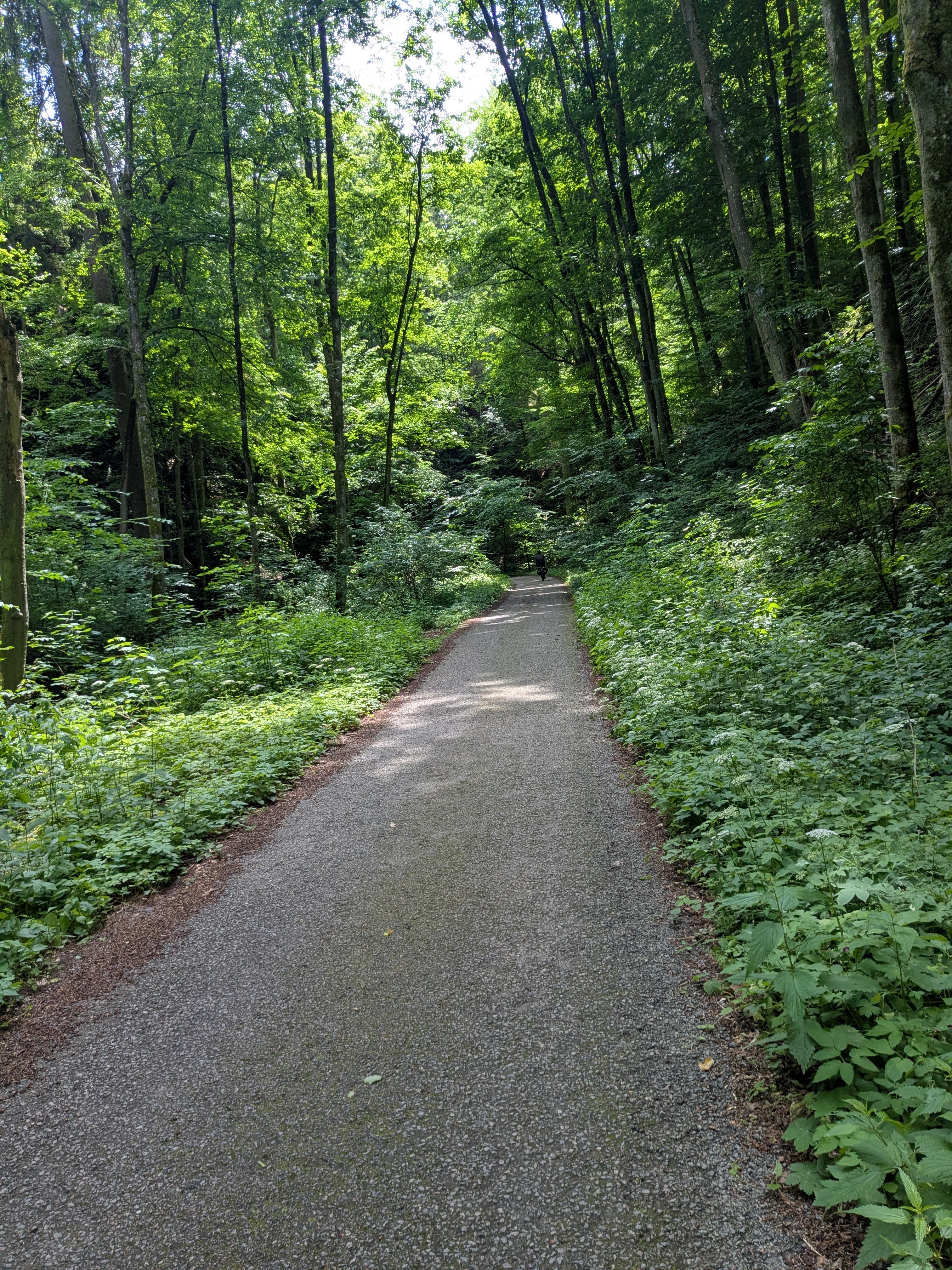 Tree lined path we biked through