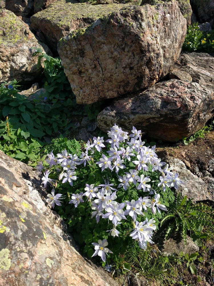 Randi's favorite flower, columbines