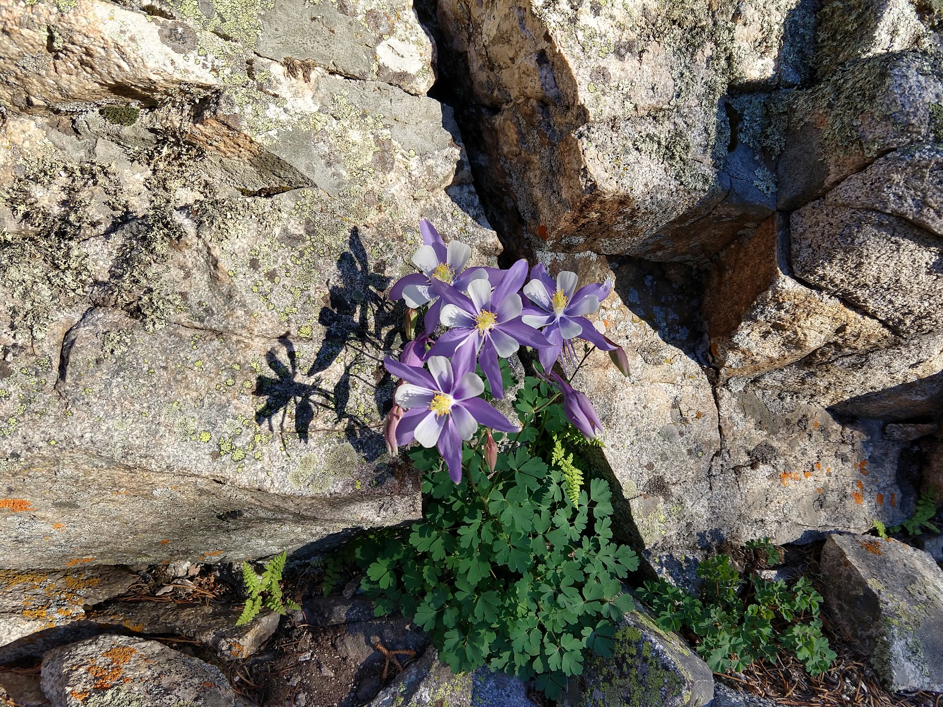 Bonus Columbine from the start of the hike.