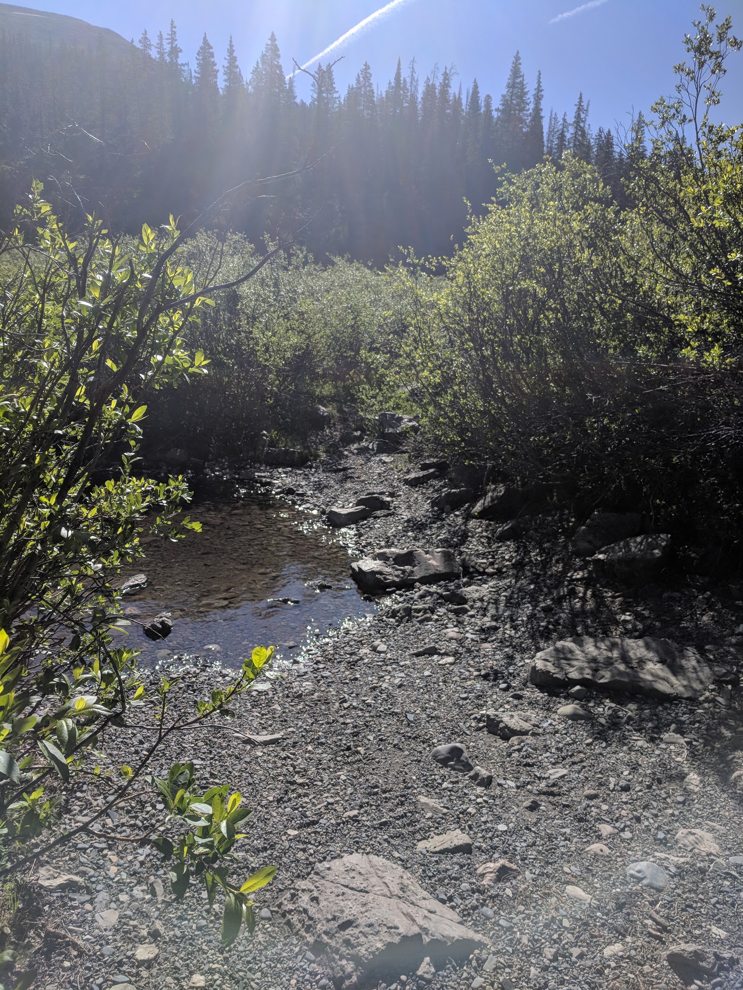 Where the single track put us back onto Schofield Pass Road...right through the willows straight ahead.